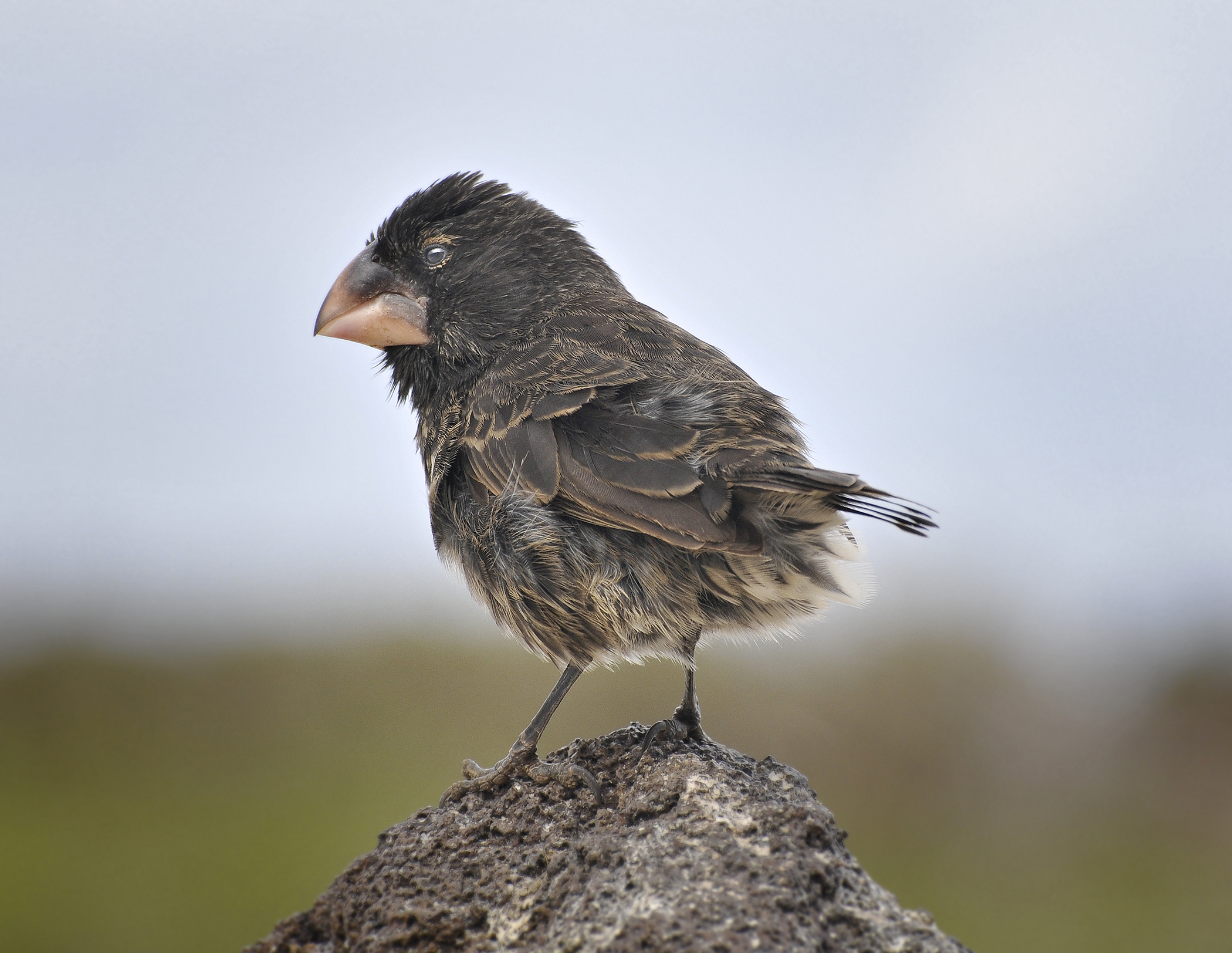 One Of Darwin's Finches | Shutterbug